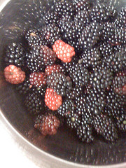 ブラックベリー