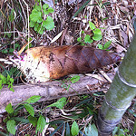 8642800228_0f150c76f9_q