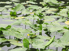 14558750408_0f62258d6d_m